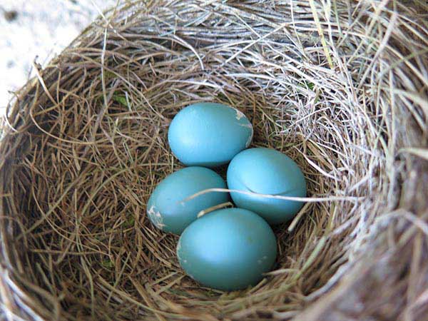 Robin eggs