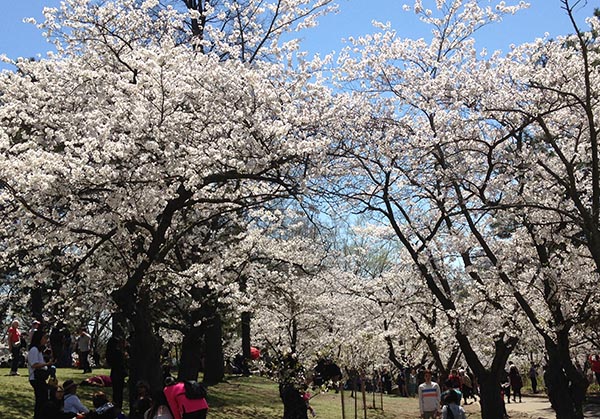 Cherry Blossom