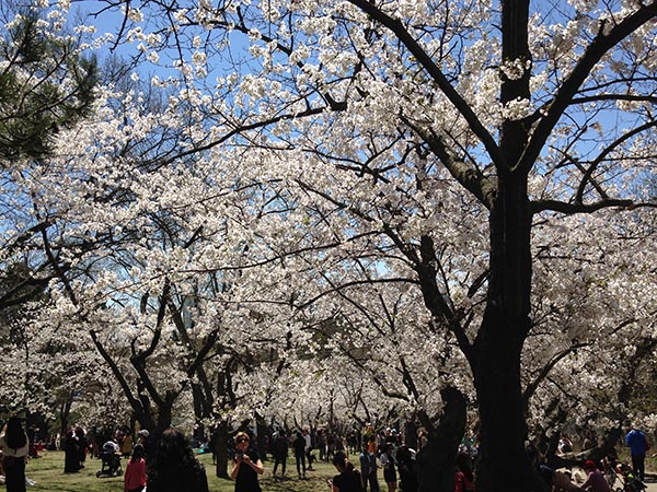 Cherry Blossom