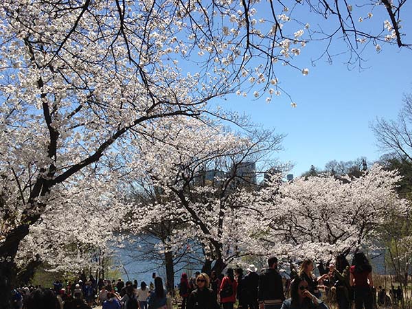 Cherry Blossom in High Park