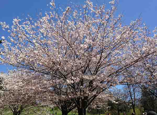 Cherry Blossom