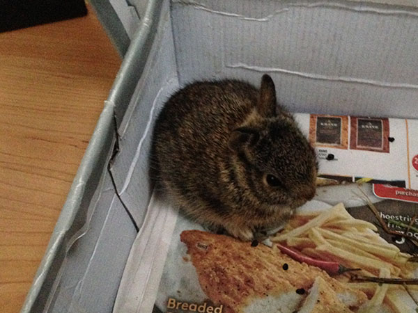 Baby Rabbit