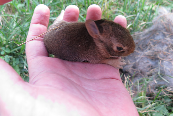 Baby Rabbit