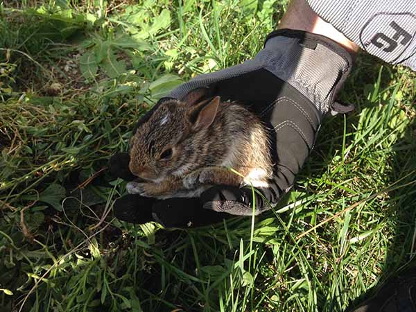 Baby Rabbit