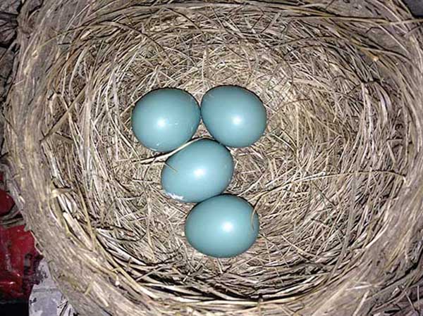 Robin eggs