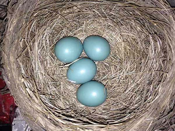 Robin eggs