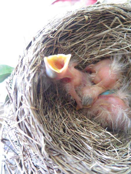 Baby birds