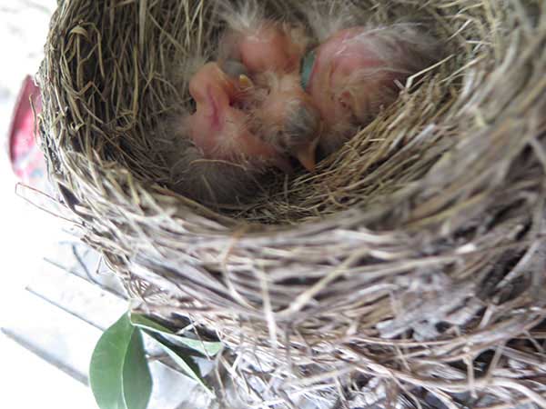 Baby birds