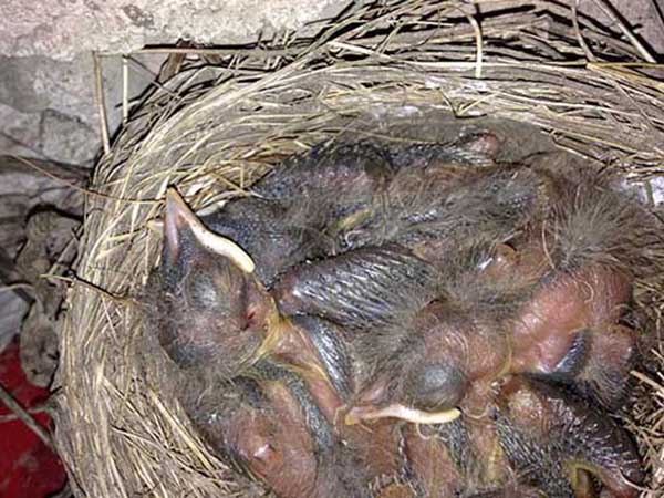 １シーズンに３回同じ場所に巣を作り、3回とも母親は4つの卵を産みました。 Over the course of one season, the mother robin made her nest three times at the exact same spot and laid 4 eggs each time. 使わなくなった巣は庭の飾りに使っています。