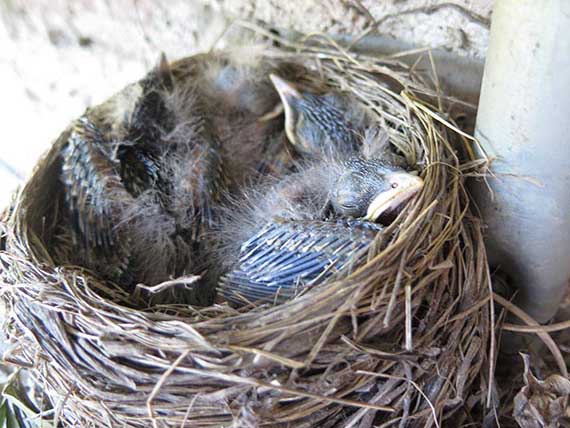 Baby birds