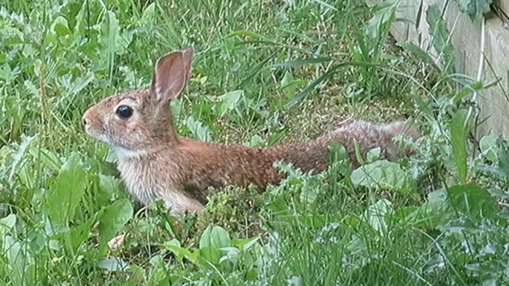 Mother Rabbit