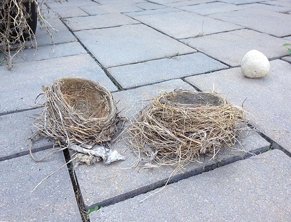 Bird Nest