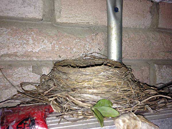 Bird nest