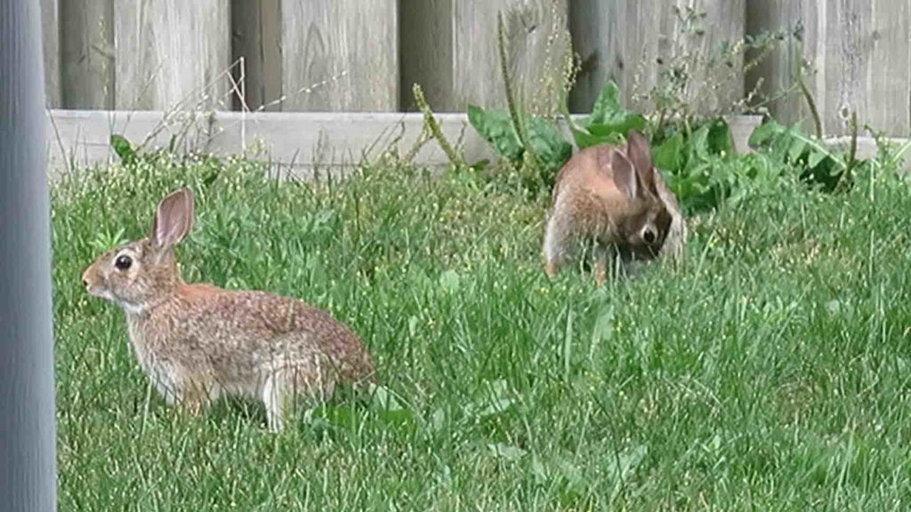 Rabbit Parent