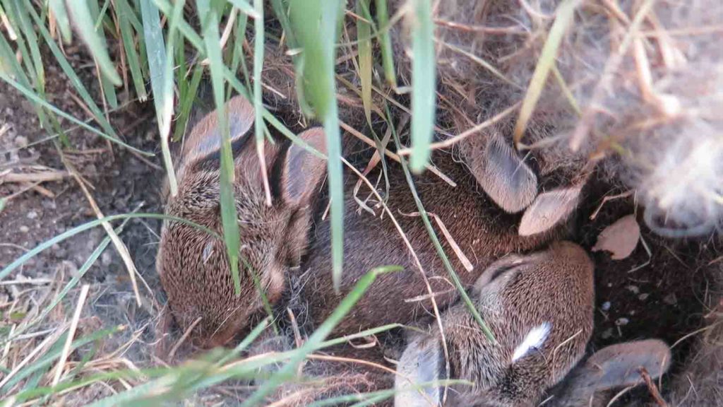 Baby Rabbit