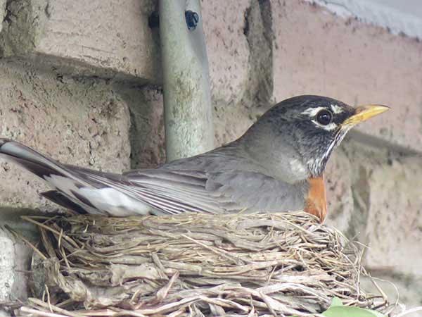 Mother robin