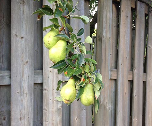 Pear Tree