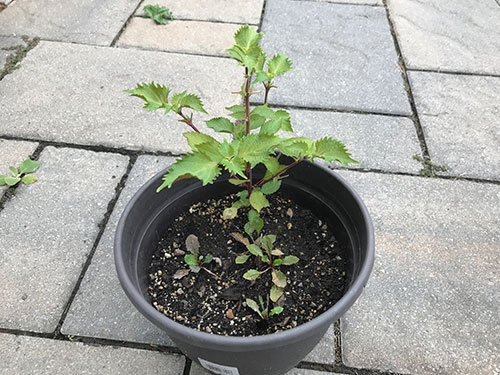 Shiso Pot