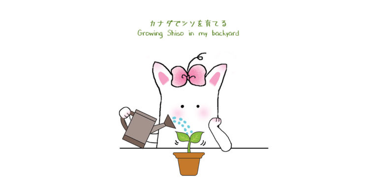 Shiso Plant