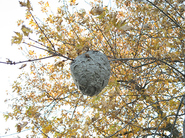 Bees Nest