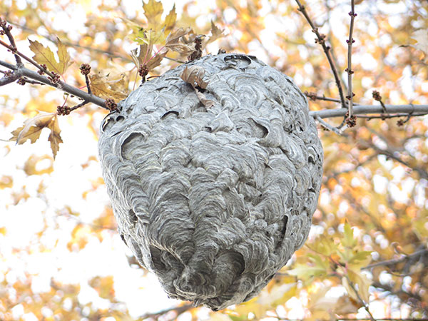 Bees Nest