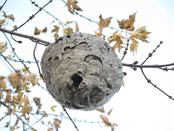 Bees Nest