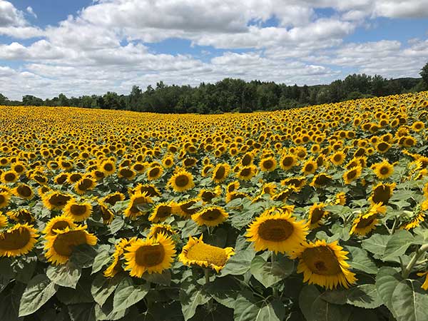 Sunflower Field