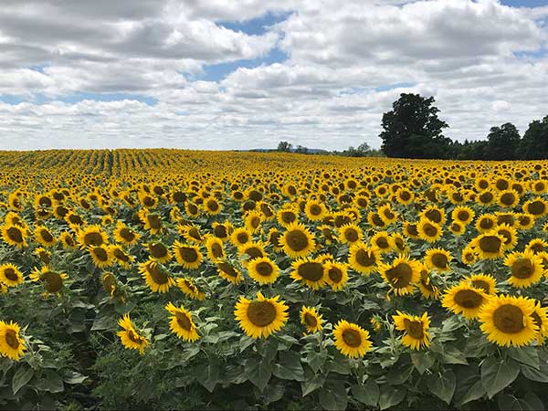 Sunflower Field