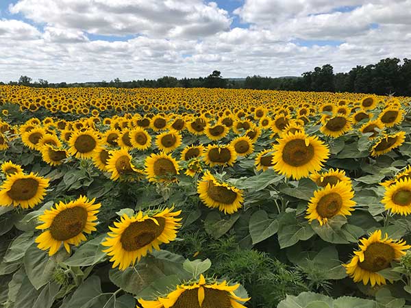 Sunflower Field