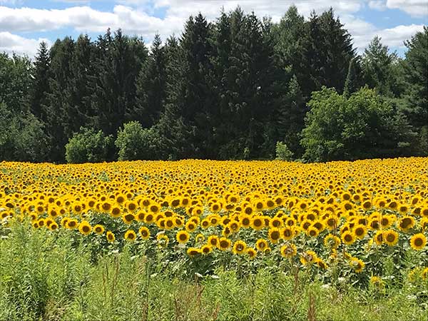 Sunflower Forest