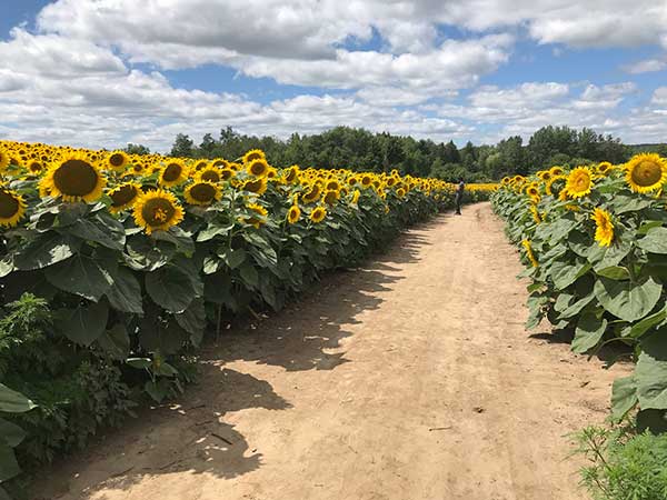 Sunflower Path