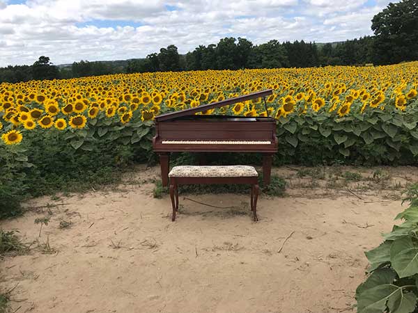 Piano in Sunflower field