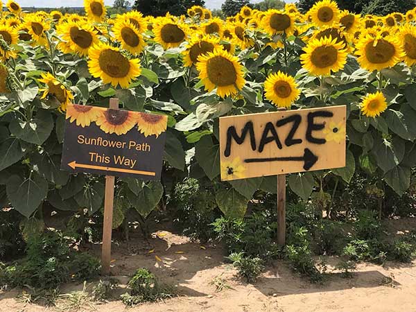 Maze Sign