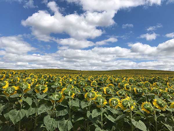 Sunflower Field with Sky
