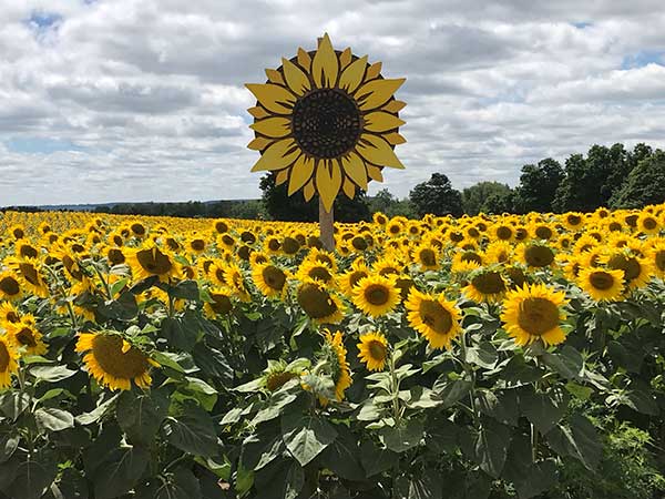 Sunflower Sign