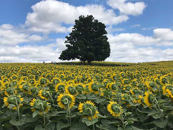 Big tree in Sunflower field