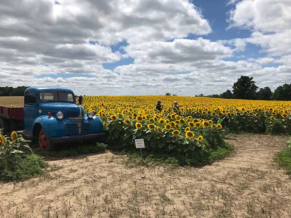 Sunflower Truck