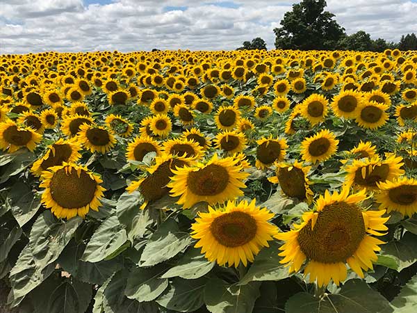 Sunflower Field